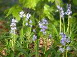 20160506 Blue bells in heath park